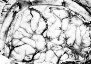 Imagen: ResearchGate